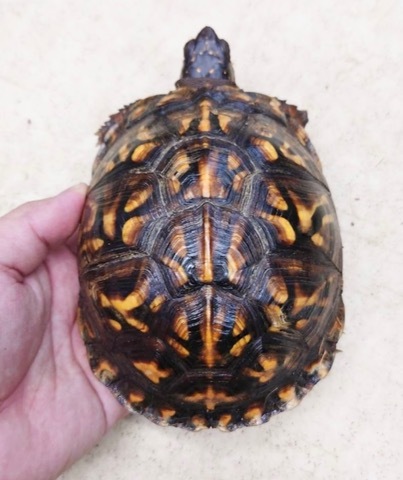 トウブハコガメ骨格標本(甲羅)黄色放射模様フルアダルト剥製爬虫類