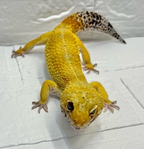ヤモリ、トカゲモドキの商品一覧 | 爬虫類小動物の買取＆販売 ルームズー