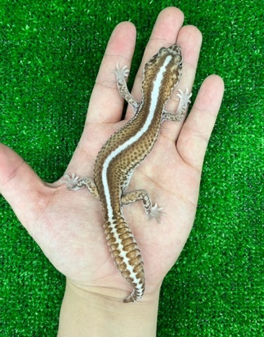 商品一覧 | 爬虫類小動物の買取＆販売 ルームズー