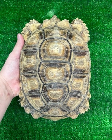 8398 ケヅメリクガメ　ドワーフ　約21cm