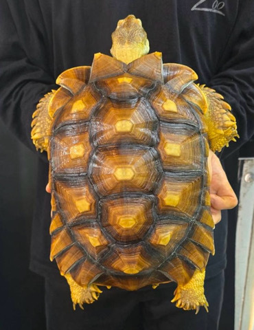 リクガメの商品一覧 | 爬虫類小動物の買取＆販売 ルームズー