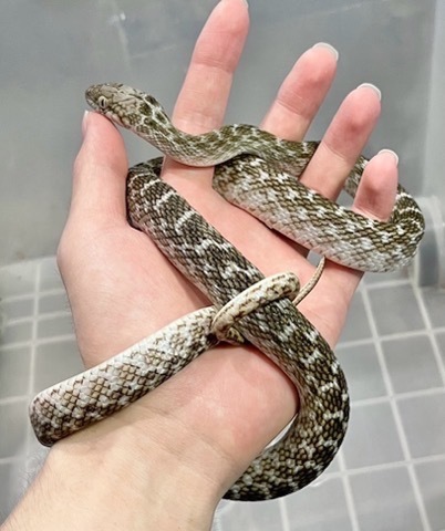 ヘビの商品一覧 | 爬虫類小動物の買取＆販売 ルームズー