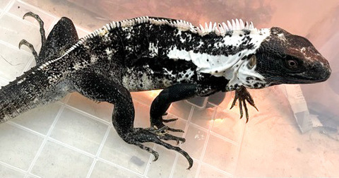 商品一覧 | 爬虫類小動物の買取＆販売 ルームズー