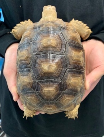 リクガメの商品一覧 | 爬虫類小動物の買取＆販売 ルームズー