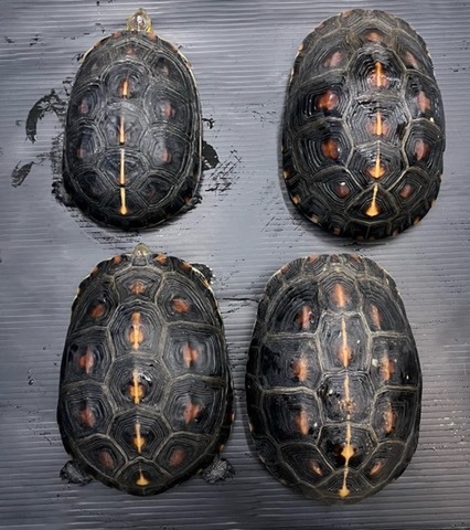 ミズガメ、ハコガメ、ヤマガメの商品一覧 | 爬虫類小動物の買取＆販売 