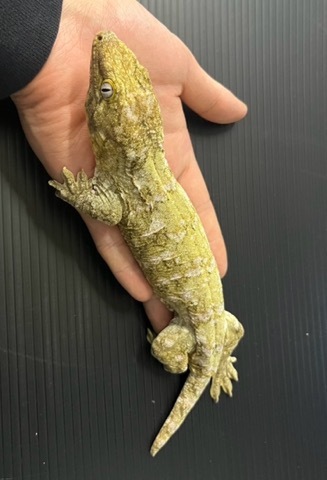 商品一覧 | 爬虫類小動物の買取＆販売 ルームズー