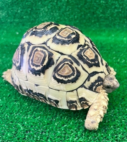 リクガメの商品一覧 | 爬虫類小動物の買取＆販売 ルームズー