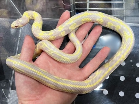 メル蛇 ヘビの商品一覧 | 爬虫類小動物の買取＆販売 ルームズー
