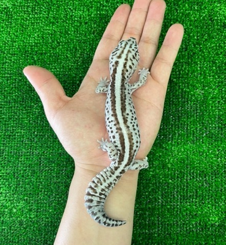 Rhacodactylus ミカドヤモリ 洋書12/15迄の限定値下価格！ ヤモリ