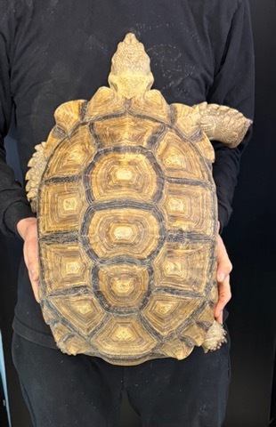 リクガメの商品一覧 | 爬虫類小動物の買取＆販売 ルームズー