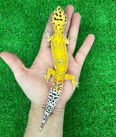 8408 ゴジラサイクスレインボータンジェリン♂ ヒョウモントカゲモドキ