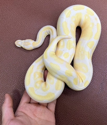 ヘビの商品一覧 | 爬虫類小動物の買取＆販売 ルームズー