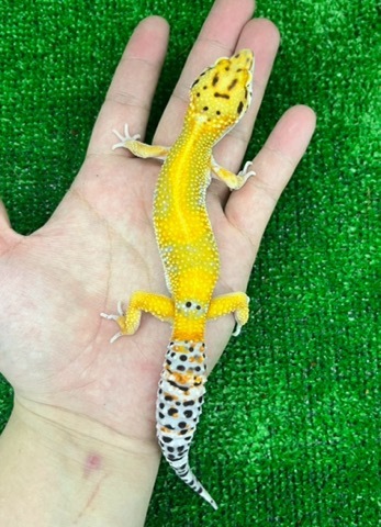 Rhacodactylus ミカドヤモリ 洋書12/15迄の限定値下価格！ ヤモリ