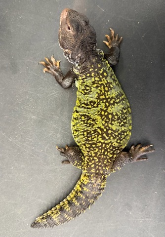 トカゲ、カメレオンの商品一覧 | 爬虫類小動物の買取＆販売 ルームズー