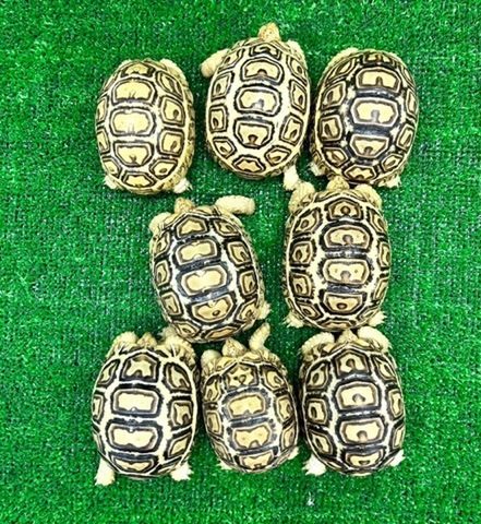 リクガメの商品一覧 | 爬虫類小動物の買取＆販売 ルームズー