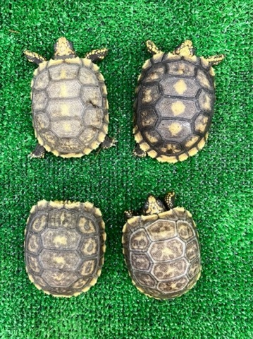 リクガメの商品一覧 | 爬虫類小動物の買取＆販売 ルームズー
