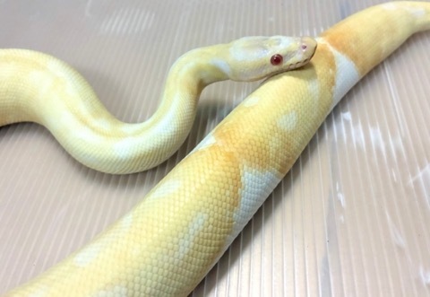 商品一覧 | 爬虫類小動物の買取＆販売 ルームズー