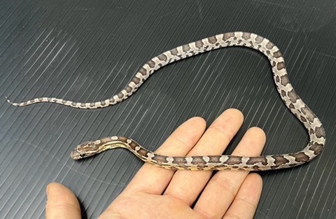 ヘビの商品一覧 | 爬虫類小動物の買取＆販売 ルームズー