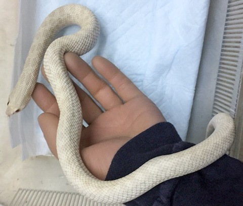 ヘビの商品一覧 | 爬虫類小動物の買取&販売 ルームズー ヘビの商品一覧 | 爬虫類小動物の買取&販売 ルームズー