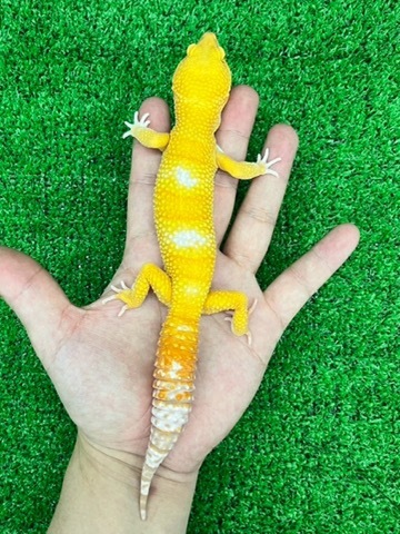 Rhacodactylus ミカドヤモリ　洋書12/15迄の限定値下価格！ Rhacodactylus ミカドヤモリ 洋書12/15迄の限定値下価格！ ヤモリ