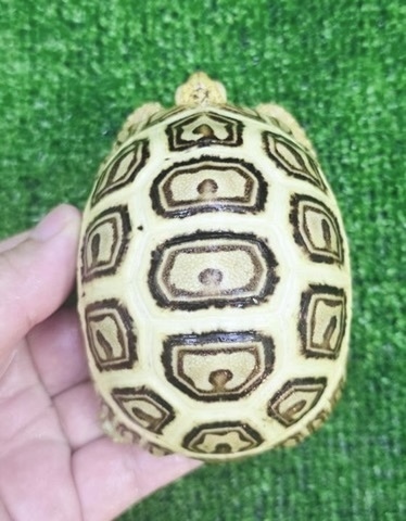 リクガメページ リクガメの商品一覧 | 爬虫類小動物の買取＆販売 ルームズー