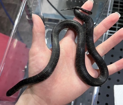 メル蛇 今週の2階新入荷 ヘビ、トカゲ : 爬虫類倶楽部