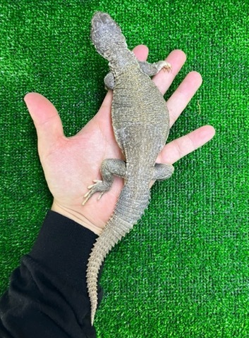商品一覧 | 爬虫類小動物の買取＆販売 ルームズー