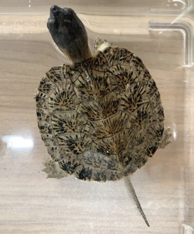 フィッシュコリス マメ【旧名 イオウマメ 】♂♀ 記載者本人▫採集品