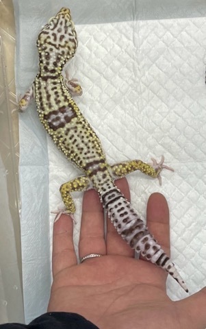 ヤモリ、トカゲモドキの商品一覧 | 爬虫類小動物の買取＆販売