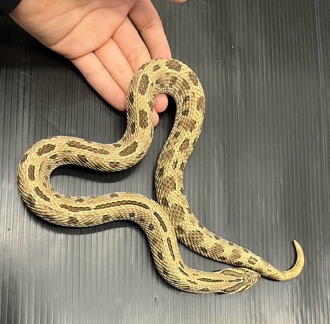 メル蛇 ヘビの商品一覧 | 爬虫類小動物の買取＆販売 ルームズー