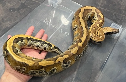 ヘビの商品一覧 | 爬虫類小動物の買取＆販売 ルームズー