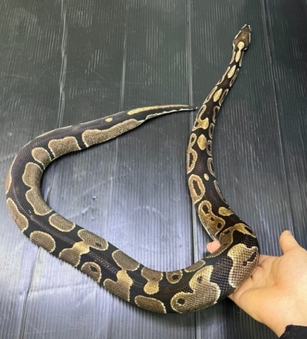 商品一覧 | 爬虫類小動物の買取＆販売 ルームズー