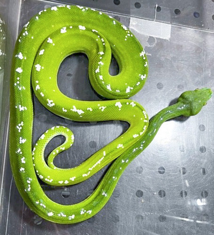 ヘビの商品一覧 | 爬虫類小動物の買取＆販売 ルームズー
