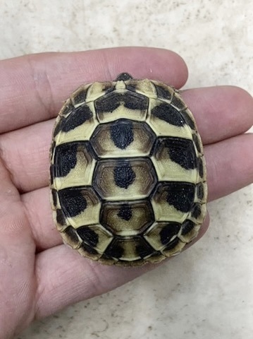 リクガメの商品一覧 | 爬虫類小動物の買取＆販売 ルームズー