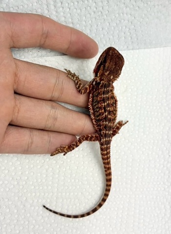 商品一覧 | 爬虫類小動物の買取＆販売 ルームズー