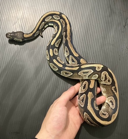 商品一覧 | 爬虫類小動物の買取＆販売 ルームズー