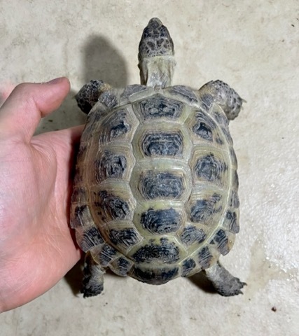 リクガメの商品一覧 | 爬虫類小動物の買取＆販売 ルームズー