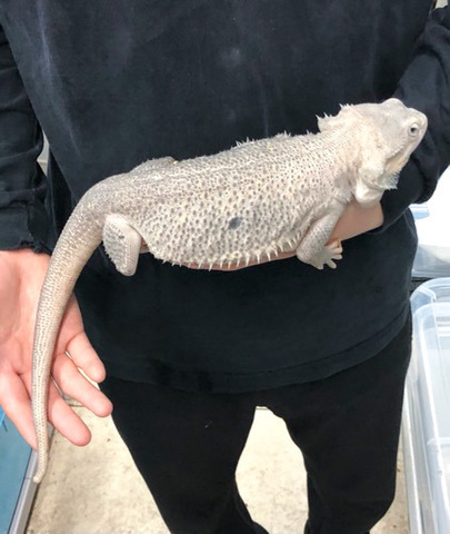 トカゲ、カメレオンの商品一覧 | 爬虫類小動物の買取＆販売 ルームズー