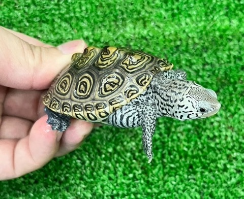商品一覧 | 爬虫類小動物の買取＆販売 ルームズー