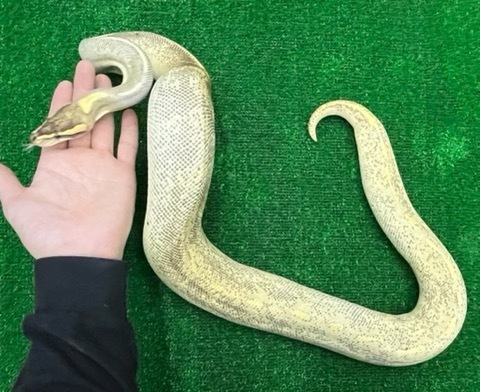 メル蛇 ヘビちゃん達🐍🐍🐍