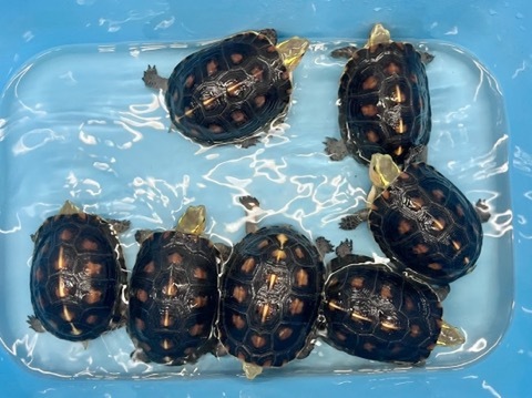 8413 チュウゴクセマルハコガメ♀10〜11cm 飼い込み　ペア可