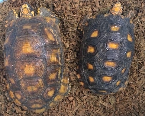 爬虫類小動物の買取＆販売 ルームズー