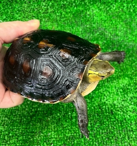 商品一覧 | 爬虫類小動物の買取＆販売 ルームズー