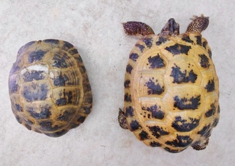 リクガメの商品一覧 | 爬虫類小動物の買取＆販売 ルームズー
