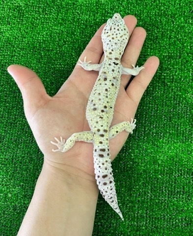 ヤモリ、トカゲモドキの商品一覧 | 爬虫類小動物の買取＆販売 ルームズー