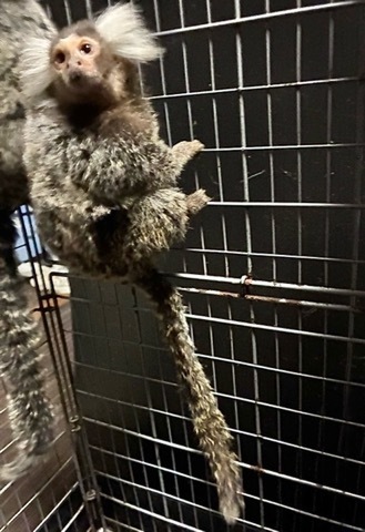 8290コモンマーモセット♂ 特価！