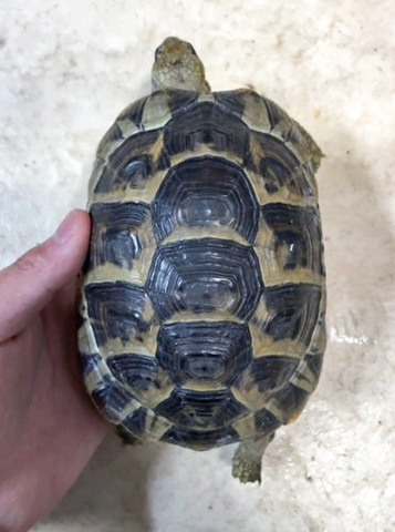 ヘサキリクガメ 10cm×7.3cm クモノスガメ属 フィギュア