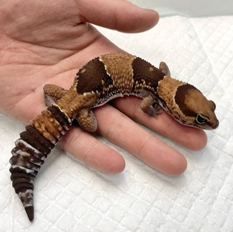 7915 ニシアフリカトカゲモドキ ノーマル 国産CB | 爬虫類小動物の買取