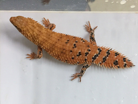 爬虫類小動物の買取＆販売 ルームズー