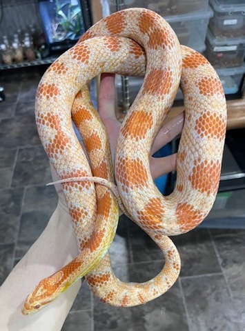 メル蛇 ヘビの商品一覧 | 爬虫類小動物の買取＆販売 ルームズー
